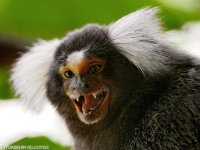  Belçika’da doğdular, İzmirli olacaklar