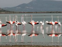  İzmir Körfez Geçişi projesi iptal edildi