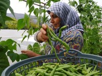  Tarımda İzmir mucizesi 