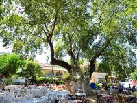 1000 yıllık çınar ağacına “gençlik aşısı” yapıldı