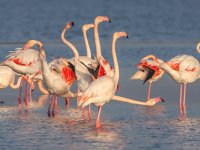 1.Ulusal Foto Safari ve Fotoğraf Yarışması’na başvurular başladı