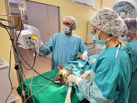 Acil müdahale ekibiyle sokak hayvanlarına yardım eli