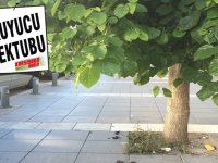 Ağaç dallarından yolda yürünmüyor