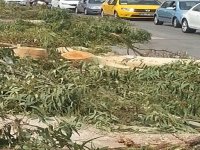 Ağaç kesimine büyük tepki...