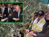 Akhisar Zeytin Hasat Şenlikleri yapıldı