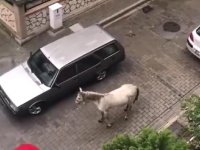 Arabanın arkasına at bağladı...