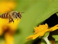 Arıda tüm hastalıklara karşı çare var