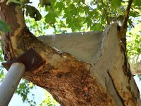 Asırlık ağaçlara ''hayat öpücüğü''