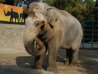 Atık pet şişeler, Pak Bahadır'ı ölümsüzleştirecek