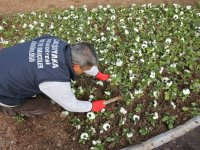Bademler’in çiçeği Karşıyaka’da açıyor