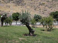 Barış ağaçları Karşıyaka’da hayat buldu