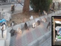 BELEDİYE YAPTI AMA, HAYVANSEVERLER KULLANMIYOR...