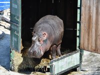 Berlin Hayvanat Bahçesi'nden transfer...