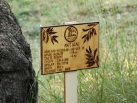 Bin yaşındaki zeytin ağaçlarından sıkılan zeytinyağları satışa çıkıyor