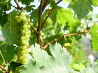 Bornova Belediyesi tarımı destekliyor