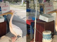 Bostanlı Balıkçısı...