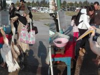 Bostanlı'da pelikanlar insanlarla iç içe...