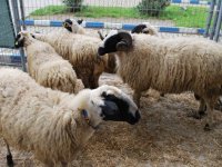 Bu bayram küçükbaş yok satıyor