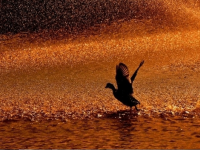 Burası Afrika değil İzmir!..