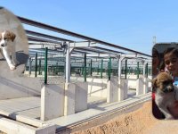 Büyükşehir'den can dostlar için büyük yatırım