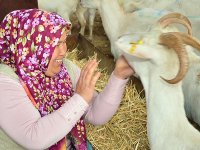 Büyükşehir'den hayvancılara bir destek daha