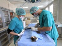 Can dostların sağlığı, Karşıyaka Belediyesi'ne emanet