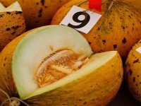 Çeşme'nin güzelleri yarıştı