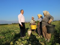 CHP’li Sertel, patates fiyatlarını Meclis’e taşıdı