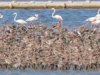 Cumhurbaşkanı Erdoğan, Kuşcennetine davet edildi