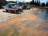 Deniz kirliliği sandılar balık yumurtası çıktı