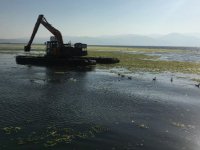 Denizdeki yosunlar temizleniyor...