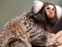 Doğal Yaşam ailesi büyüyor 