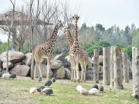 Doğal Yaşam Parkı 8.4 milyon ziyaretçiyi ağırladı