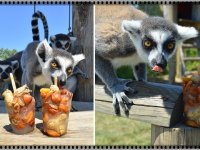 Doğal Yaşam Parkı sakinleri meyveli buz kalıplarıyla serinliyor