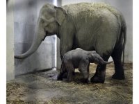 Doğal Yaşam Parkı'nda 102 kiloluk minik yavru