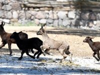 Doğal Yaşam Parkı'nda aileler büyüyor...