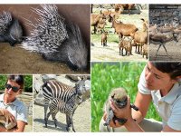 Doğal Yaşam Parkı'nda nüfus patlaması