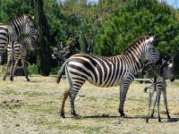 Doğal Yaşam Parkı'nda yeni rekor