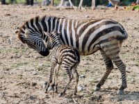Doğal Yaşam Parkı'nın yeni misafiri zebra yavrusu