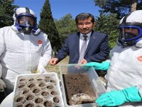 Dumansız yangınları böcekler söndürecek