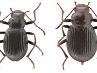 Ege Üniversitesi'nin adı böceğe verildi