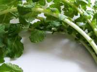 Ege’nin otları ömrü uzatıyor