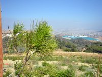 Eski moloz döküm alanları orman oldu