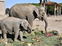 Fil Deniz, 3 yaşına girdi