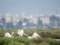 Flamingo ve Deniz börülcesi Yürüyüşü 10 Aralık'ta