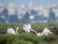 Flamingoların dansına yolculuk