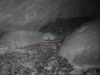 Foça fokları foto-kapana gülümsüyor