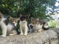 Foça'da can dostlar kontrol altında