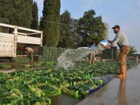 Foça'da ıspanak hasadı başladı