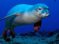 Foklara yeni yaşam alanınına uluslararası ödül